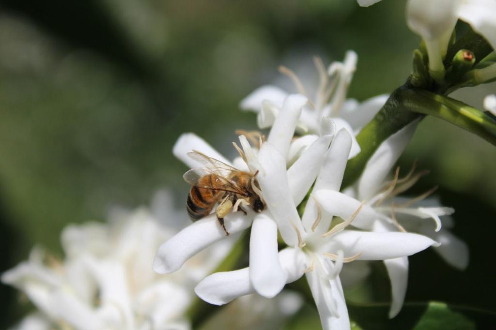 Franky Hoyos Tropical Gesha